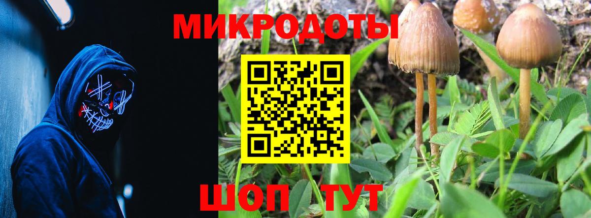 Галлюциногенные грибы Psilocybine cubensis Кемерово